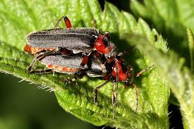 Attēlu rezultāti vaicājumam “Cantharis rustica imago”