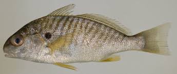 Image result for Leiostomus xanthurus