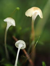 Attēlu rezultāti vaicājumam “Reticularia lycoperdon young”