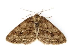 Attēlu rezultāti vaicājumam “Ectropis crepuscularia”