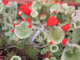 Attēlu rezultāti vaicājumam “Cladonia”