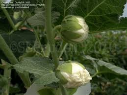 Attēlu rezultāti vaicājumam “Alcea rosea bud”
