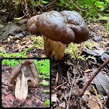 Attēlu rezultāti vaicājumam “Gyromitra”