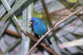 Image result for Passerina cyanea