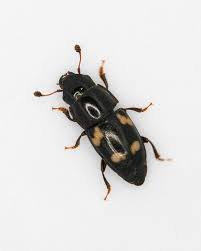 Attēlu rezultāti vaicājumam “Glischrochilus quadripunctatus imago”