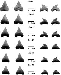 Image result for Carcharhinus leucas