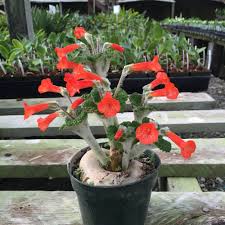 Image result for Sinningia