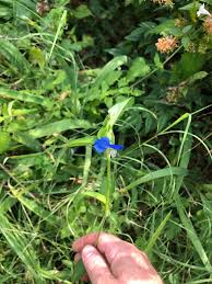 Attēlu rezultāti vaicājumam “Commelina coelestis flower”