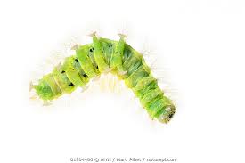 Attēlu rezultāti vaicājumam “Calliteara pudibunda”