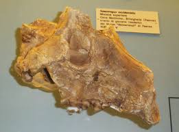 Attēlu rezultāti vaicājumam “Lycaeniinae”