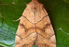 Attēlu rezultāti vaicājumam “Cosmia trapezina”