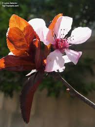 Attēlu rezultāti vaicājumam “Prunus cerasifera var. divaricata flower”