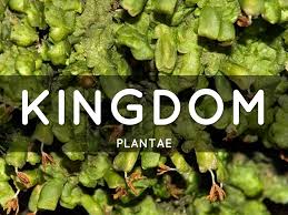 Attēlu rezultāti vaicājumam “Radula complanata sporophyte”