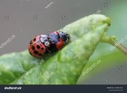 Attēlu rezultāti vaicājumam “Hippodamia notata”