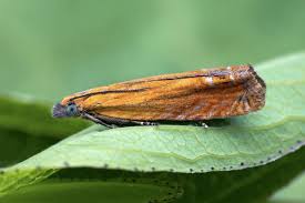 Attēlu rezultāti vaicājumam “Lathronympha strigana”