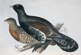 Attēlu rezultāti vaicājumam “Tetrao urogallus”