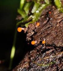 Attēlu rezultāti vaicājumam “Hemitrichia chrysospora”