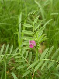 Attēlu rezultāti vaicājumam “Vicia angustifolia”