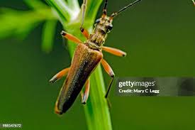 Attēlu rezultāti vaicājumam “Stenocorus meridianus”