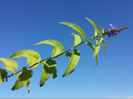Attēlu rezultāti vaicājumam “Veronica longifolia bud”