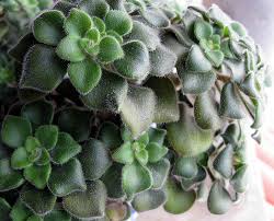 Image result for Aichryson