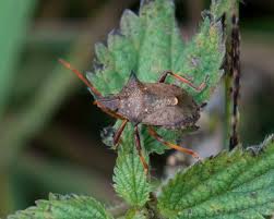 Attēlu rezultāti vaicājumam “Picromerus bidens”