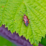 Attēlu rezultāti vaicājumam “Deraeocoris ruber”