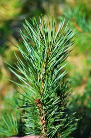 Attēlu rezultāti vaicājumam “Pinus sylvestris leaf”