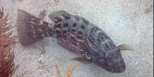 Image result for Mycteroperca venenosa