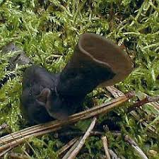 Attēlu rezultāti vaicājumam “Helvella atra”