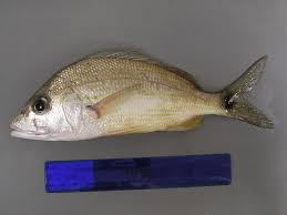 Image result for Haemulon aurolineatum