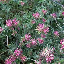 Attēlu rezultāti vaicājumam “Anthyllis vulneraria leaf”