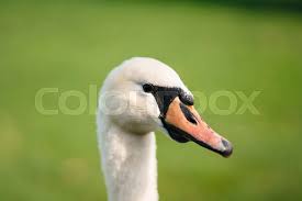 Attēlu rezultāti vaicājumam “Cygnus olor adult”
