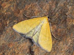 Attēlu rezultāti vaicājumam “Mecyna flavalis”