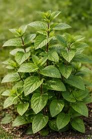 Attēlu rezultāti vaicājumam “Mentha x piperita leaf”