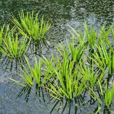 Attēlu rezultāti vaicājumam “Stratiotes aloides”