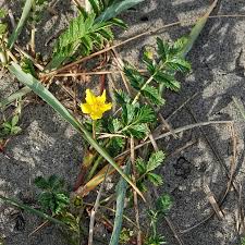 Attēlu rezultāti vaicājumam “Argentina anserina leaf”