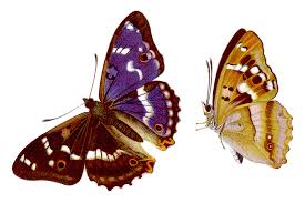 Attēlu rezultāti vaicājumam “Apatura ilia”