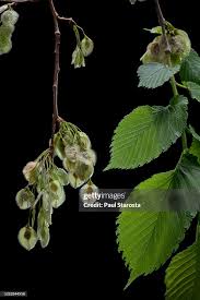 Attēlu rezultāti vaicājumam “Ulmus laevis”