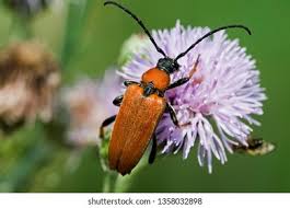 Attēlu rezultāti vaicājumam “Leptura rubra female”