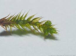 Attēlu rezultāti vaicājumam “Calliergonella cuspidata sporophyte”