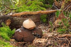 Attēlu rezultāti vaicājumam “Geastrum rufescens”
