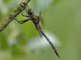 Attēlu rezultāti vaicājumam “Somatochlora flavomaculata”