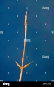 Attēlu rezultāti vaicājumam “Lonicera xylosteum bud”