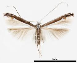 Attēlu rezultāti vaicājumam “Gracillariidae”