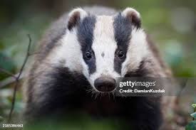 Attēlu rezultāti vaicājumam “Meles meles”