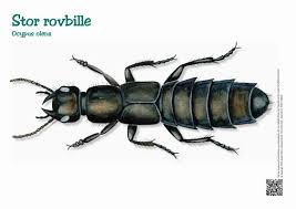 Billedresultat for rovbille