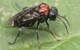 Attēlu rezultāti vaicājumam “Eriocampa ovata”