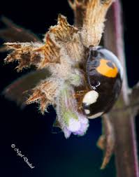 Attēlu rezultāti vaicājumam “Calvia decemguttata imago”