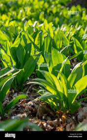 Attēlu rezultāti vaicājumam “Allium ursinum leaf”
